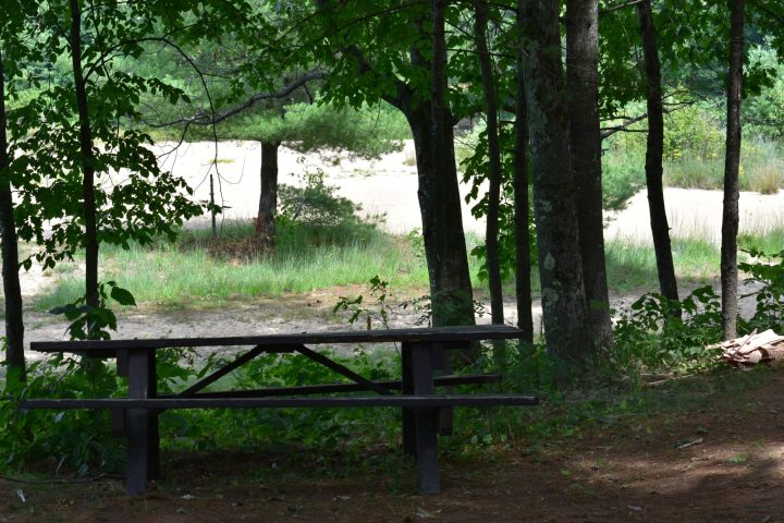an empty park bench next to a tree